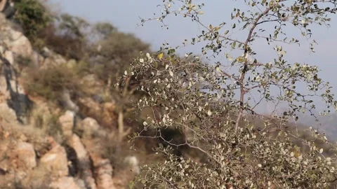 Mountains thorn tree swaying in wind. Stock Footage 170239278