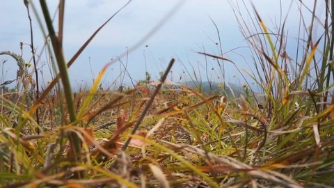 Mountains through grass Video stock 95545514