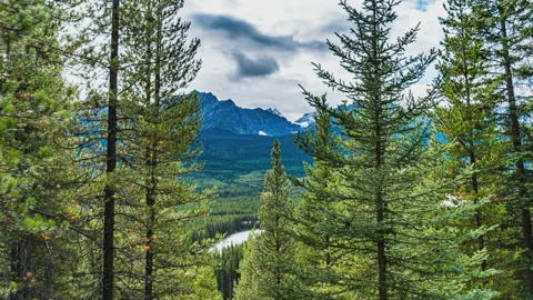 Mountains through spruce trees - ProRes 422HQ - UHD Stock Footage 218154254