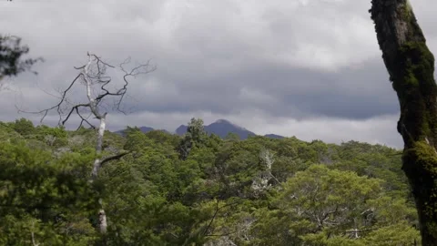 Mountains through treeline 스톡 동영상 327764622