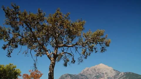 Mountains Tree Vídeo Stock 10153364