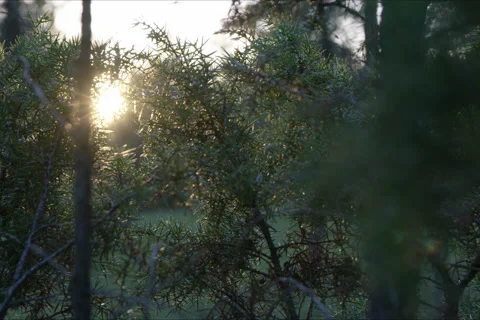 Mountains, Trees And Forest Landscape In Cuenca, Spain Stock Footage 231905498