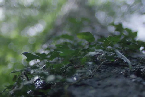 Mountains, Trees And Forest Landscape In Cuenca, Spain Stock Footage 231994553