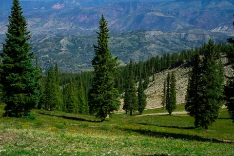 Mountain's trees Stock Photos