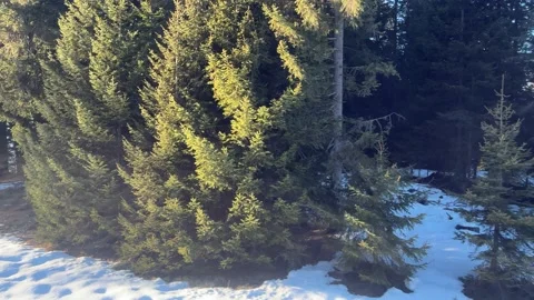 Mountains trees in the snow Stock-Footage 232520051