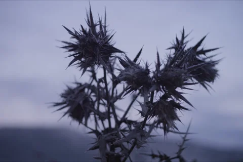 Mountains, Trees, Thistle, Branches And Forest Landscape In Cuenca, Spain Stock Footage 231910035