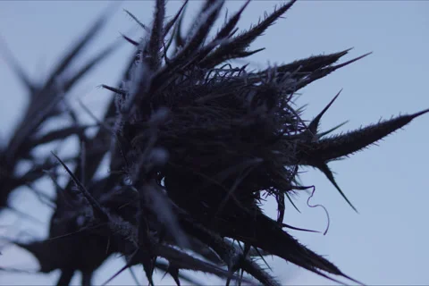 Mountains, Trees, Thistle, Branches And Forest Landscape In Cuenca, Spain Stock Footage 231910082