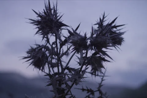 Mountains, Trees, Thistle, Branches And Forest Landscape In Cuenca, Spain Stock Footage 231910090