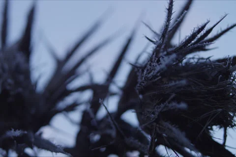 Mountains, Trees, Thistle, Branches And Forest Landscape In Cuenca, Spain Stock Footage 231910162