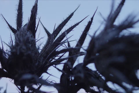 Mountains, Trees, Thistle, Branches And Forest Landscape In Cuenca, Spain Stock Footage 231910326
