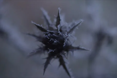Mountains, Trees, Thistle, Branches And Forest Landscape In Cuenca, Spain Stock Footage 231987165