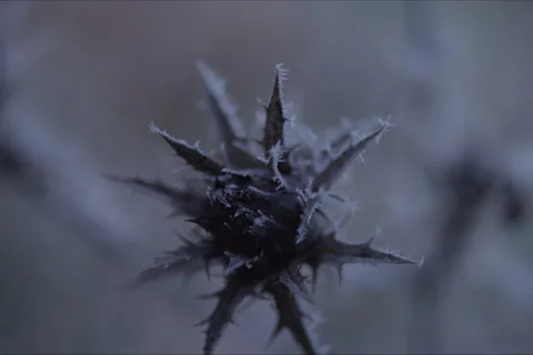 Mountains, Trees, Thistle, Branches And Forest Landscape In Cuenca, Spain Stock Footage 231987295
