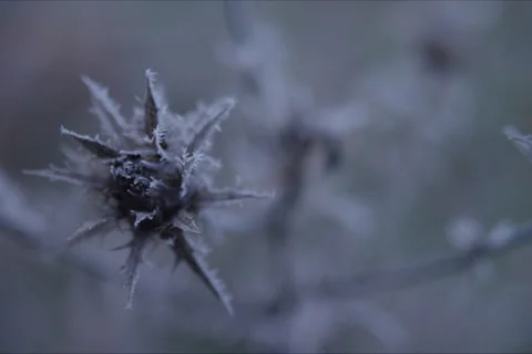 Mountains, Trees, Thistle, Branches And Forest Landscape In Cuenca, Spain Stock Footage 231987429