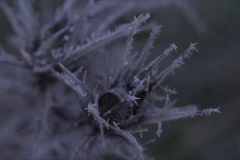 Mountains, Trees, Thistle, Branches And Forest Landscape In Cuenca, Spain Stock Footage 232000097