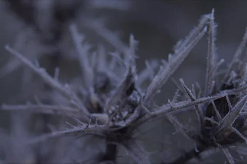 Mountains, Trees, Thistle, Branches And Forest Landscape In Cuenca, Spain Stock Footage 232000579