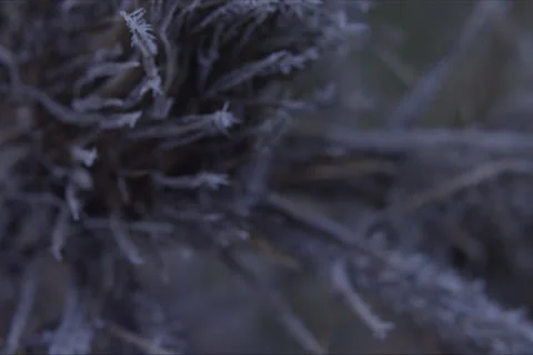 Mountains, Trees, Thistle, Branches And Forest Landscape In Cuenca, Spain Stock Footage 232001159