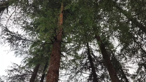 Mountains of Uttarakhand Vídeo Stock 191311200