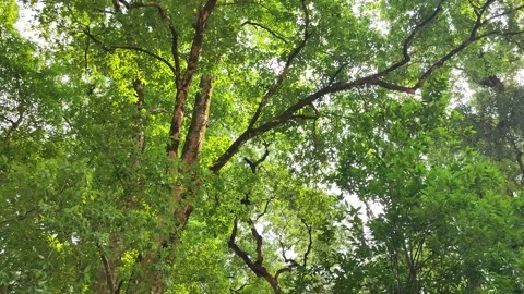 Mountains of Uttarakhand Vídeo Stock 191311501