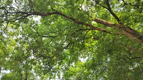 Mountains of Uttarakhand Vídeo Stock 191311792