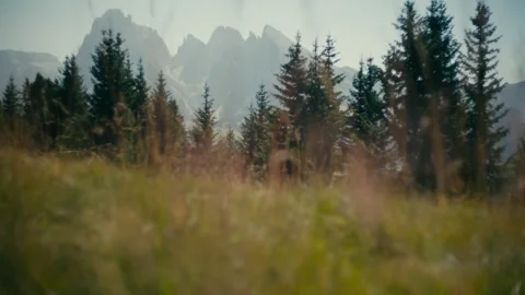 Mountains View over Pine Forest with Grass in the Foreground in Summer 库存影片 331166146