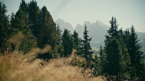 Mountains View with Tall Evergreen Trees and Dry Grass in the Foreground 库存影片 331166222