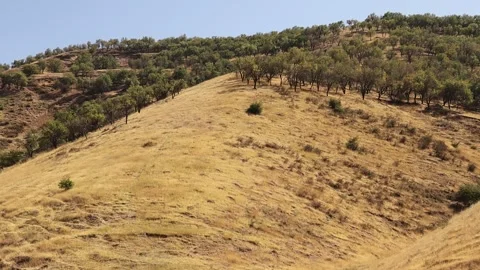 Mountains with yellow grass and trees Stock Footage 249444945
