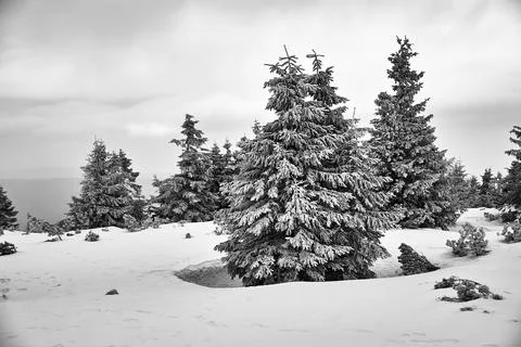 Mountainside covered with coniferous forest in winter Stock Photos