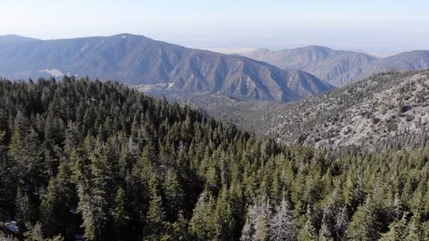 Mountainside Evergreen Forest Stock Footage 107446359