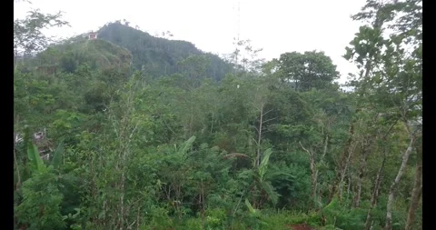 Mountainside forest Stock Footage 289041056