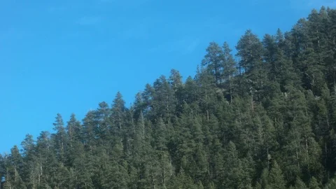 MOUNTAINSIDE FOREST SHOTS 1 스톡 동영상 98567045