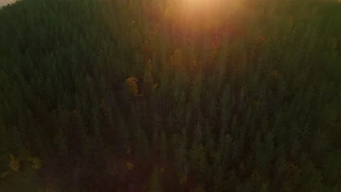 Mountainside Forest Sunset Flares Lower Tilt Up Stock Footage 201738587