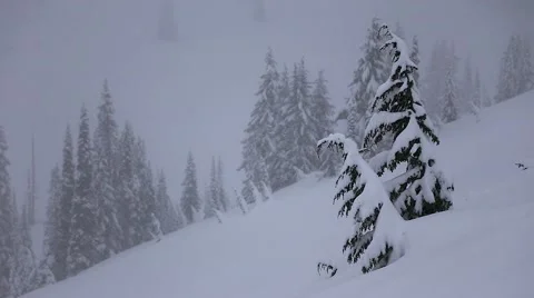 Mountainside Trees Bend Under the Weight of Snow 库存影片 62493349