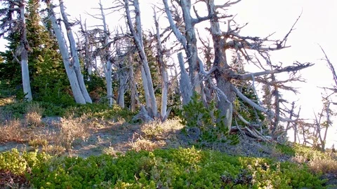 Mountaintop snags after forest fire Mt. Hood Oregon Cascades 260 Stock-Footage 81794416