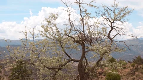 Mountaintop Tree Blowing In The Wind Vídeos de archivo 132345682