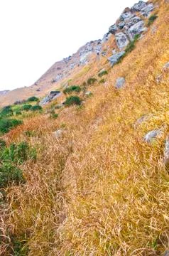 Mountaintop with yellow grass Stock Photos