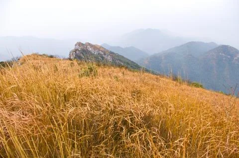 Mountaintop with yellow grass Stock Photos