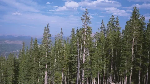 MountainTrees SkiLift 02 Stock Footage 98553644