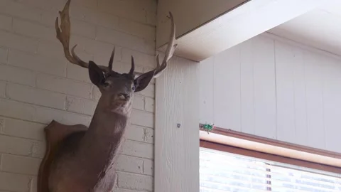 Mounted Deer Head On Brick Pub Wall Near Window Stock Footage 340549767