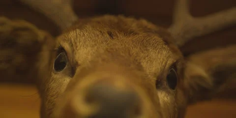 Mounted Deer Head | Close Up | Light Turns On to Reveal Stock Footage 24097698