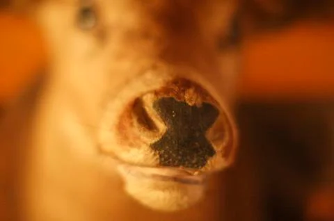Mounted Deer Head | Close Up Shot Stock Photos