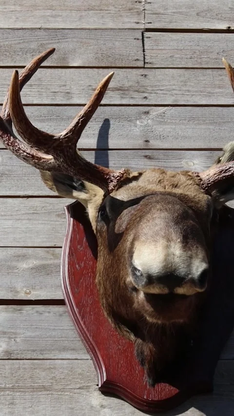 A mounted deer head decorates a rustic wooden wall Stock Footage 344157885