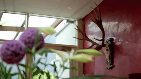 Mounted Deer Head Video stock 36052104