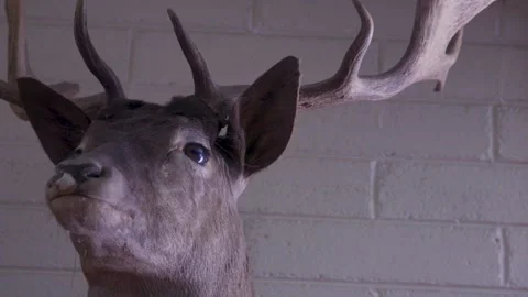 Mounted Deer Head Taxidermy On Interior Brick Wall Stock Footage 340548338