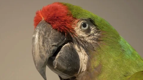 Mounted Green Macaw, focus pull Stock Footage 93213791