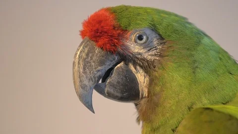 Mounted Green Macaw, tracking shot close up 스톡 동영상 93215069