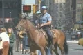Mounted Police in Times Square New York Footage