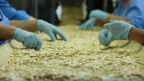 Mounted video from different pieces. Pumpkin Seeds, manual bulkhead line. Many Stock Footage 103614890