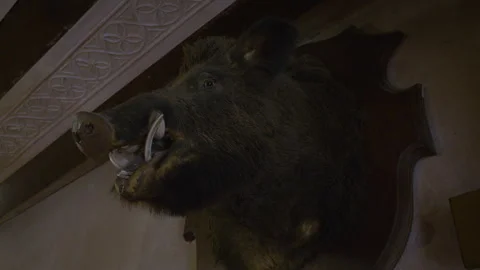 A mounted wild boar head with large tusks hangs on the wall Stock Footage 311886987