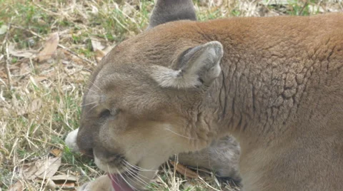 Mountian Lion Video stock 48381612