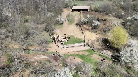 Mountin heard Stock Footage 300867566